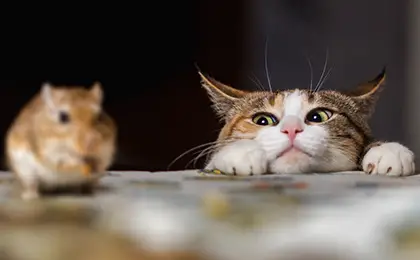 Can Cats Get Sick From Eating Poisoned Mice?