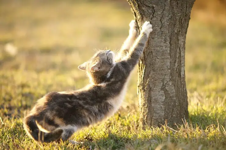 Why Do Cats Paw Around Their Food Bowls? 