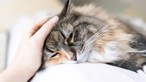 cat showing affection in bed