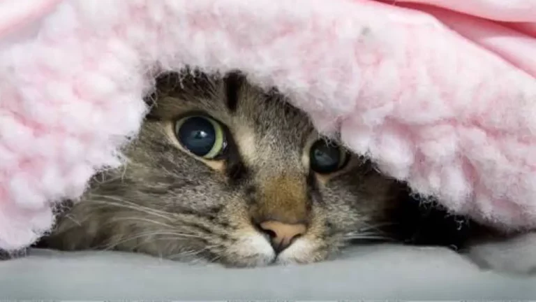 Why Do Cats Like Sleeping Under Blankets? (5 Surprising Reasons!)