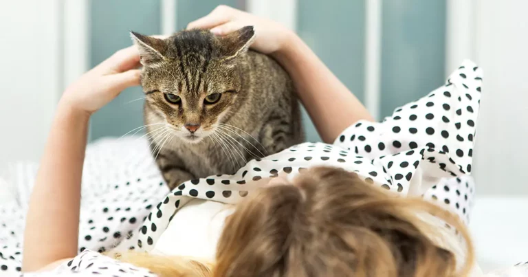 Why Are Cats Affectionate in the Morning?