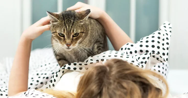 cat waking up owner