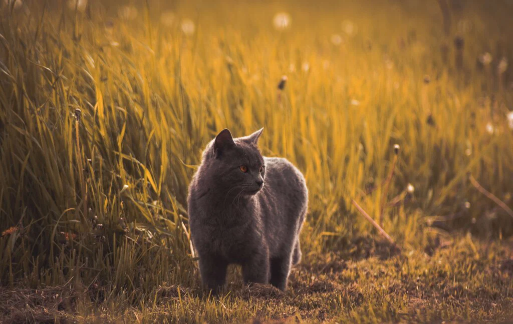 cats' circadian rhythm