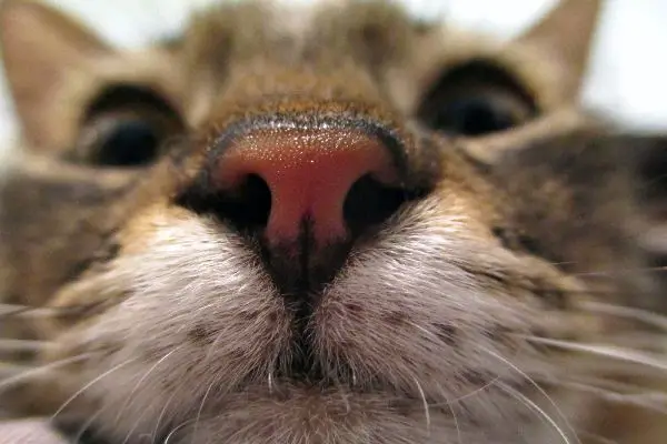 why do cats' noses get wet when they purr