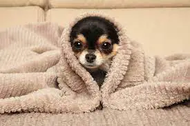 chihuahua under a blanket