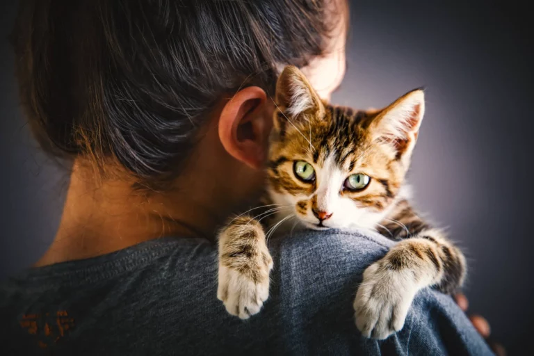 Why is My Cat Clingy All of a Sudden? 5 Possible Reasons and What To Do!