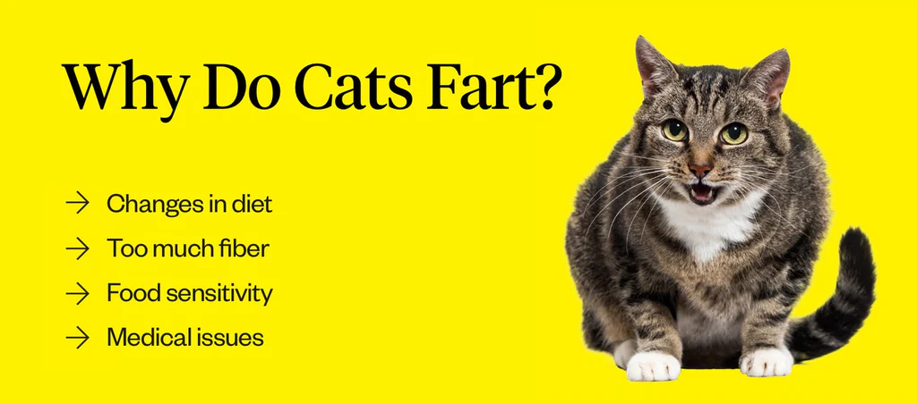 Do Cats Fart When They Are Scared?