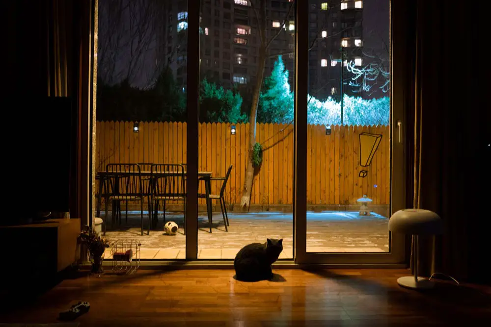 cat sitting by a glass window at night
