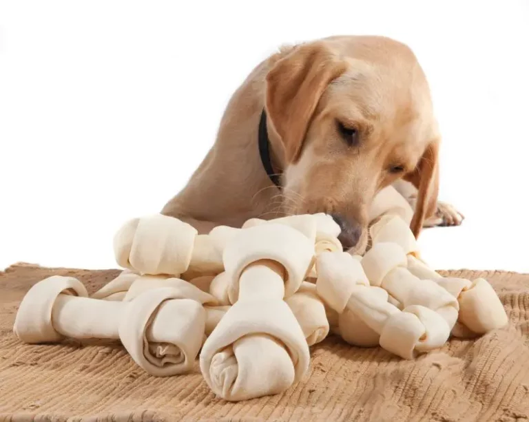 Dog looking at beefhide treats