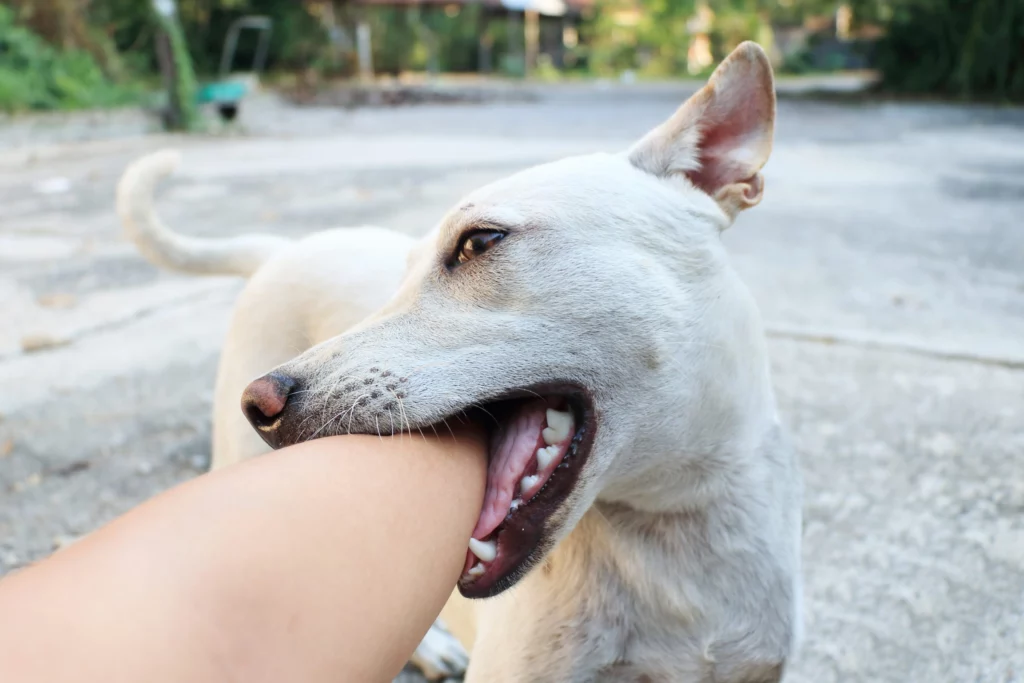 dog nibbling arm