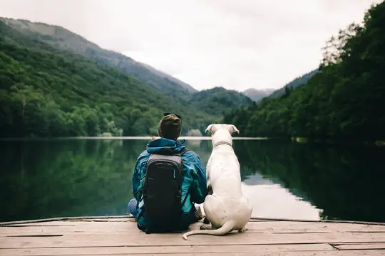 dog sitting next to owner