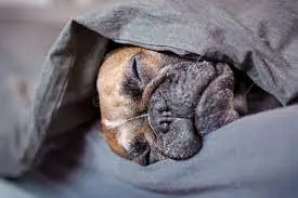 French bulldog under covers