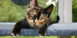 Kitten laying on play-stand