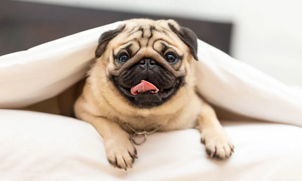 Pug under covers