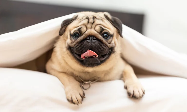 17 Dog Breeds That Like To Sleep Under The Covers