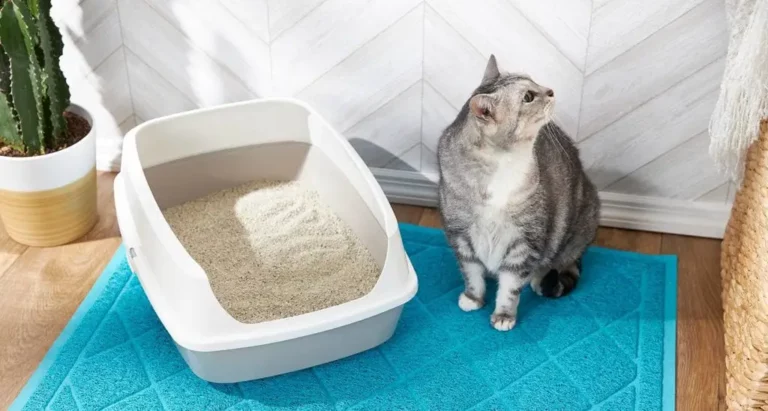 Why Does My Cat Keep Pooping Outside the Litter Box? [5 Things You Can Do]