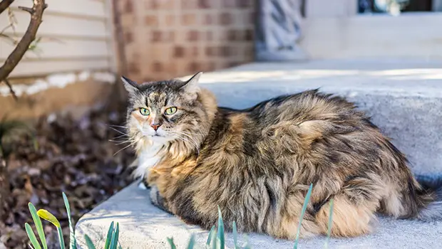 11 Spiritually Meanings for a Stray Cat Visiting Your House!