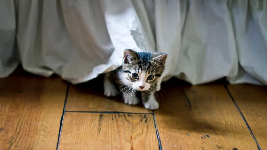 when should i let my kittens roam the house