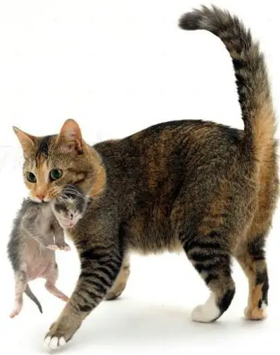 Why Do Mom Cats Bite Their Kittens' Neck?