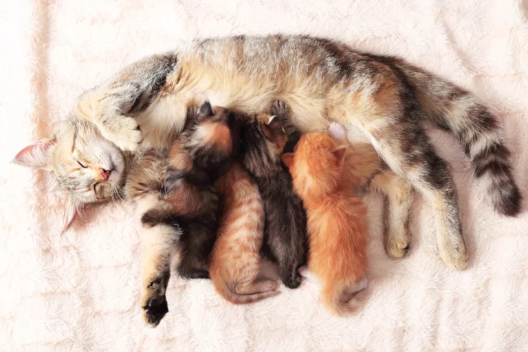 Why Does My Cat Keep Bringing Me Her Kittens?