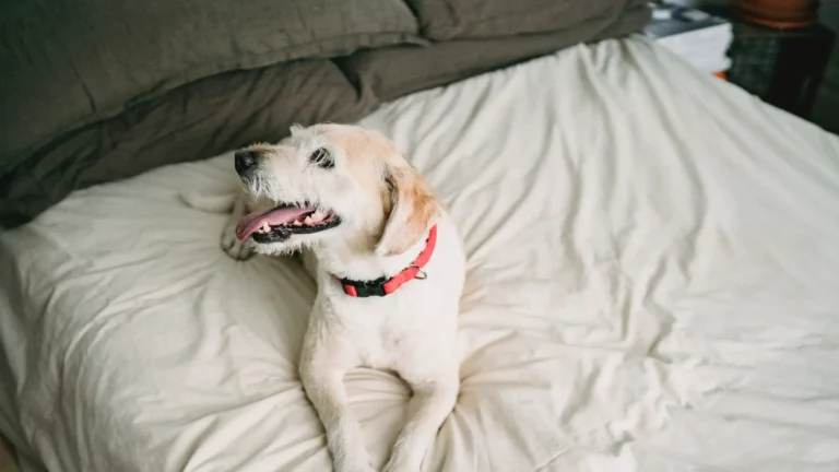 Why Does My Dog Scratch My Bed Sheets? (9 Reasons!)