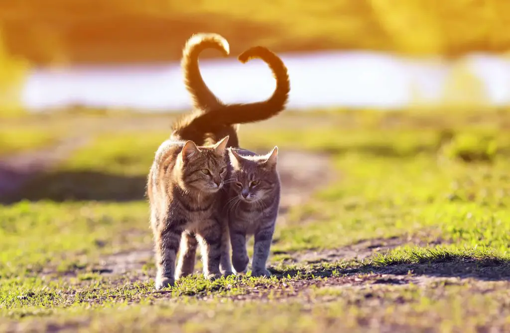 Cats walking together