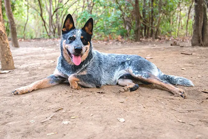 Australian Cattle Dog laying in dirt.