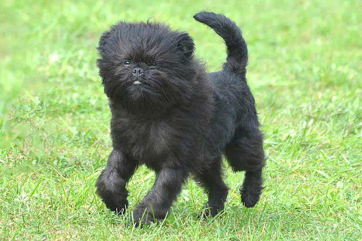 Affenpinscher Dog Breed – Information & Pictures