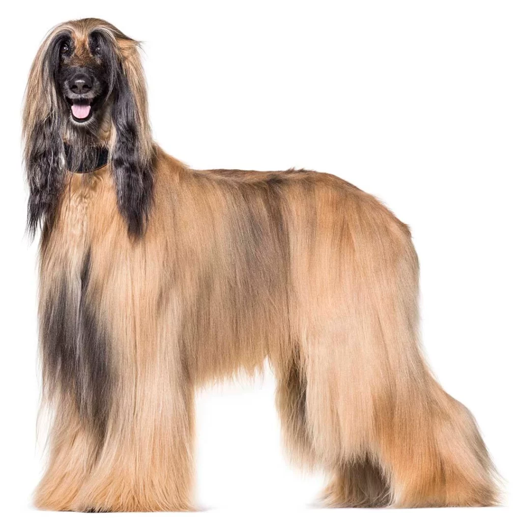 Afghan hound