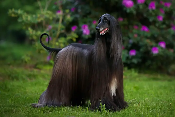 Afghan Hound Dog Breed – Information & Pictures
