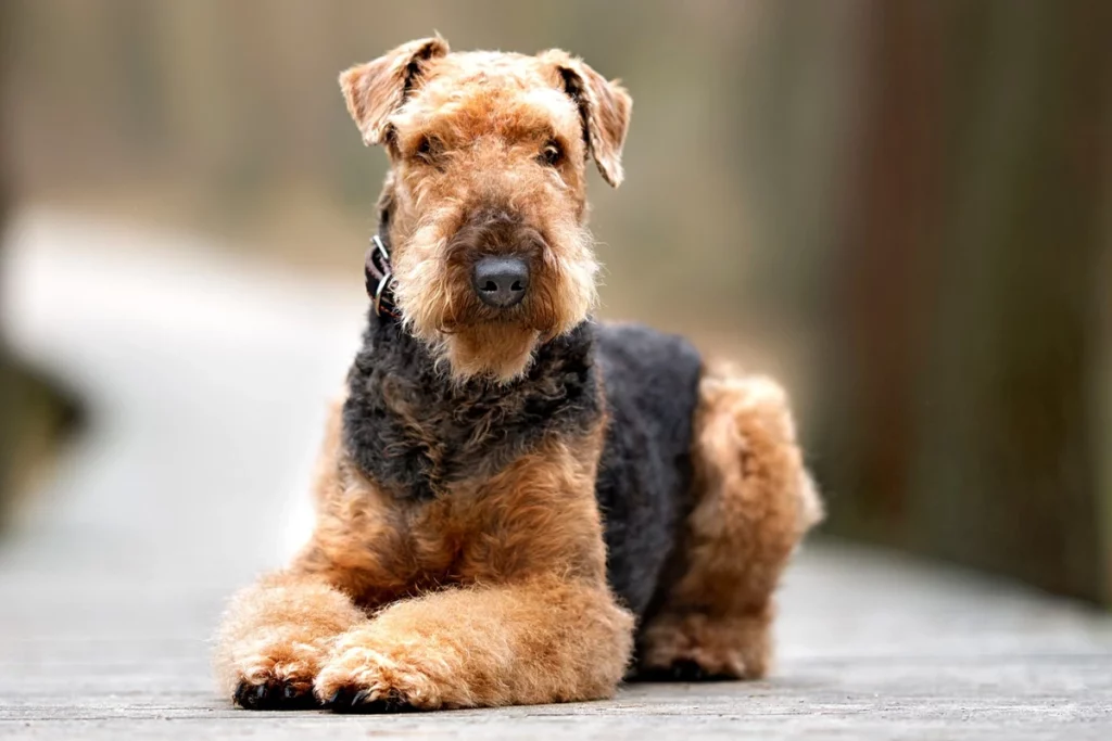 Airedale Terrier sitting on road