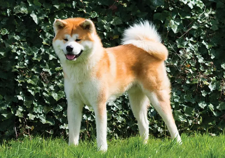 Akita Dog Breed: Pictures, Info, Care Guide & Traits