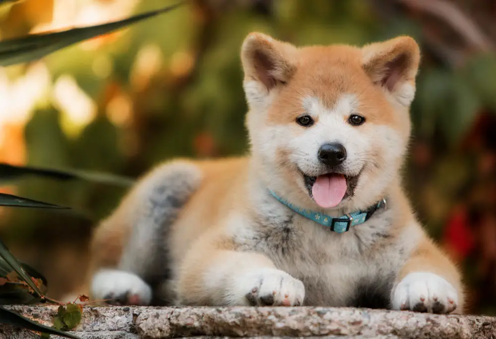 Akita pup