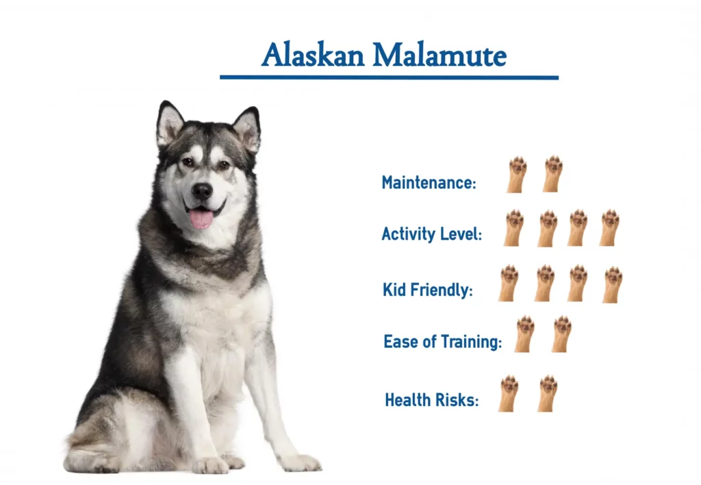 Overview of an Alaskan Malamute dog breed