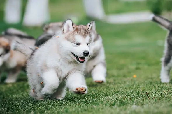 Malamute puppies running and playing on grass.