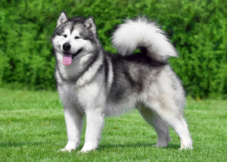 Alaskan Malamute Dog Breed: Pictures, Info & Care Guide