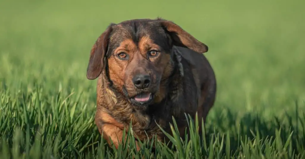 Alpine Dachsbracke running