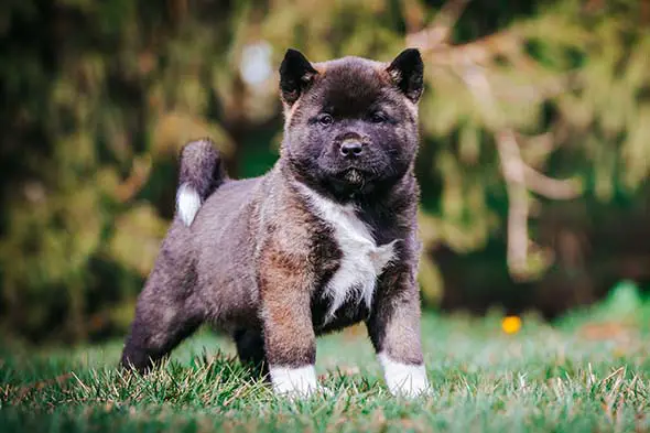 American Akita pup standing on grass.