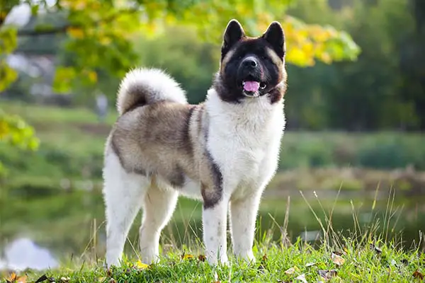 American Akita Dog Breed: Pictures, Info, & Care Guide