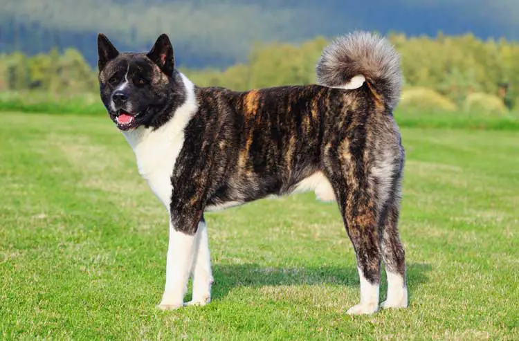 American Akita