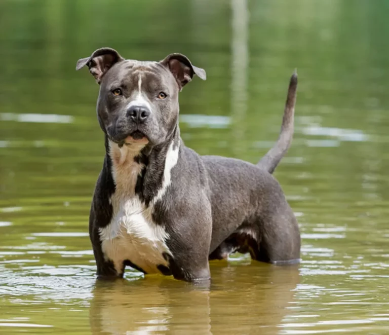 American Staffordshire Terrier: Pictures, Info & Care Guide