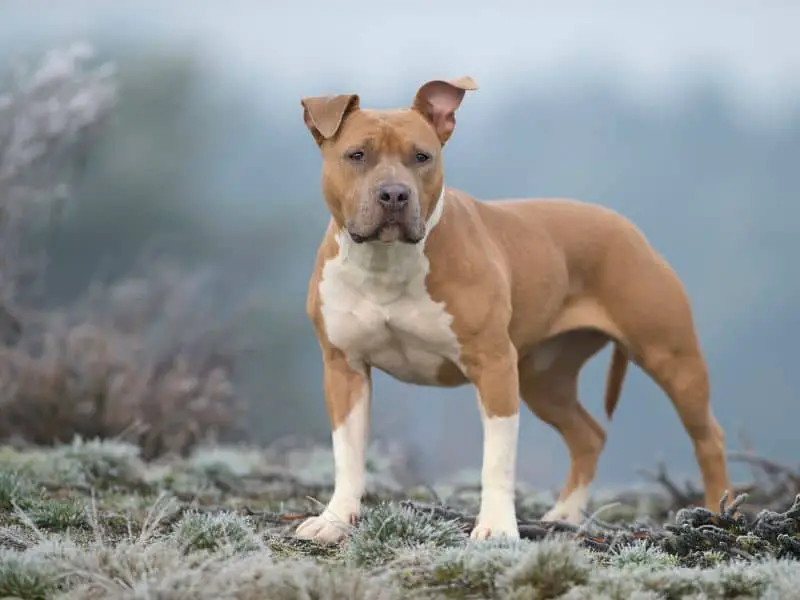 American Staffy