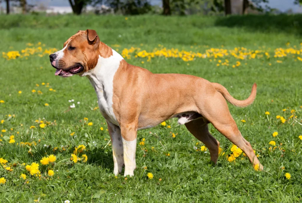 American Staffy standing on grass.