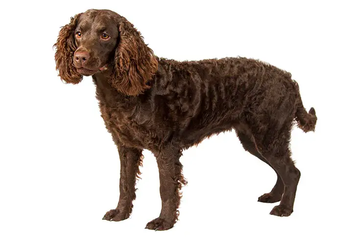 American Water Spaniel