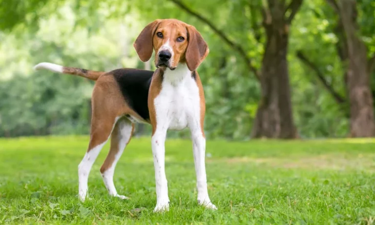 American Foxhound Dog Breed: Pictures, Info & Care Guide