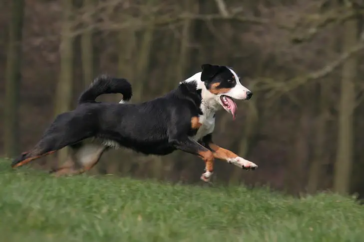 Appenzeller Sennenhund running