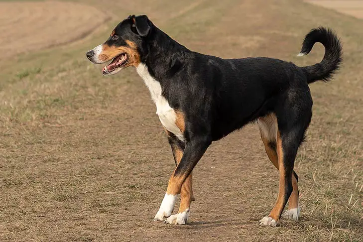Appenzeller Sennenhund standing in a field