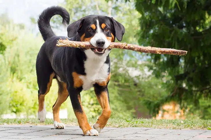 Appenzeller Sennenhund with stick in mouth