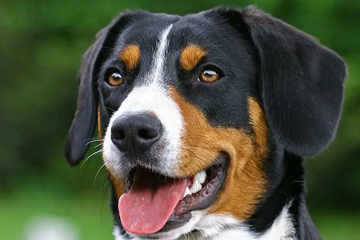 Appenzeller Sennenhund with mouth open