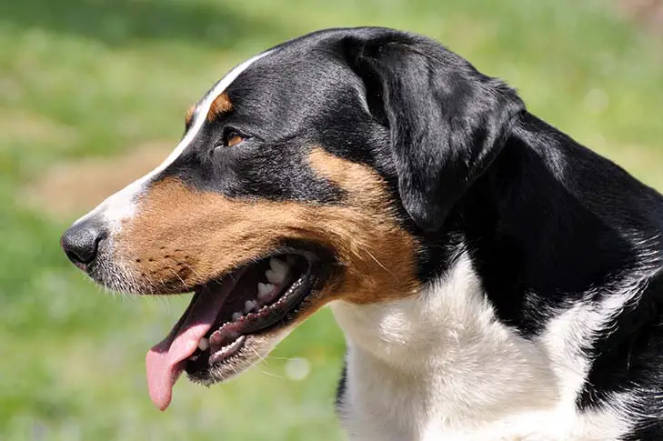 Appenzeller Sennenhund's face